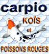 CARPIO carpes koi et poissons rouges