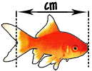 Mesure de la longeur d'un poissons