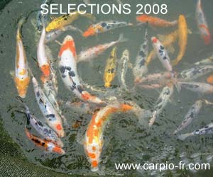 kois selections 2008