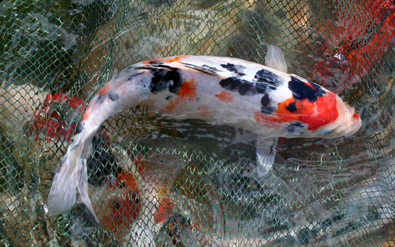 koi 06