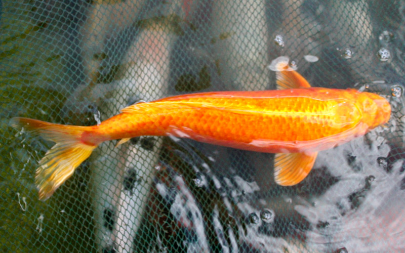 koi 08