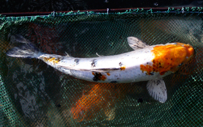 koi 10