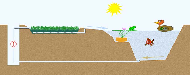 Shémat de filtration d'un bassin par des plantes aquatiques
