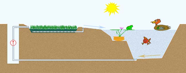 Conseils utiles poissons de bassins - Pisciculture CARPIO