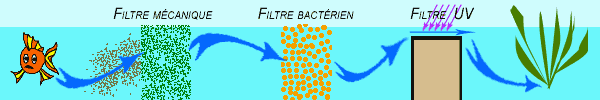 Les filtres mécanique, bactérien et ultra-violet en aquarium ou en bassin d'ornement