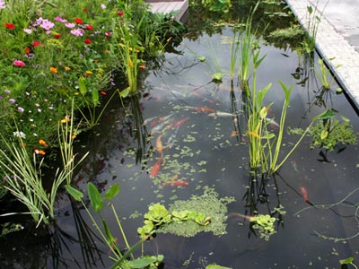 bassin de jardin en bois