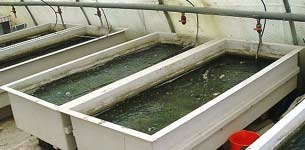 incubateur des oeufs de poissons rouges