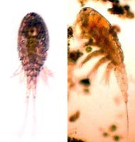 COPEPODES