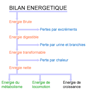 BILAN ENERGETIQUE