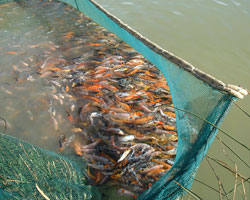 Poissons pêchés au filet