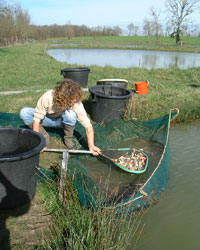 Pêche des poissons à l'épuisette