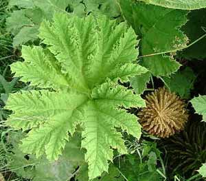 GUNNERA