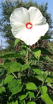 HIBISCUS