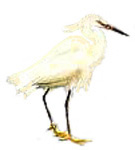 AIGRETTE