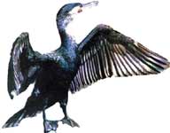 CORMORAN