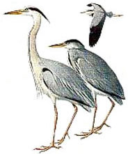 HERONS